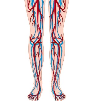 Ubicación de venas y arterias en las piernas. 