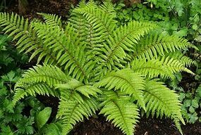 compresas para el tratamiento de las venas varicosas